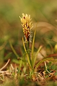 Cyperaceae